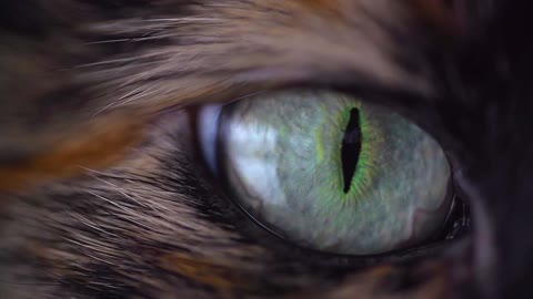 Beautiful Cat eye