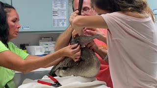 Removing a Fish Hook from a Pelican's Mouth