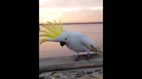 Funny and entertaining birds