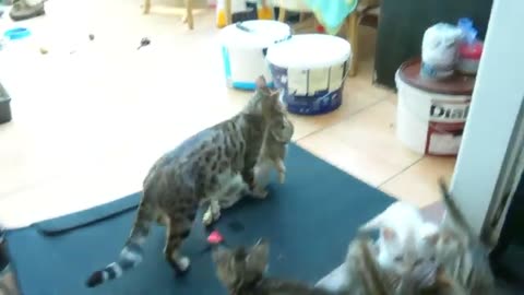 BENGAL CAT catches wild rabbit to feed her kittens.
