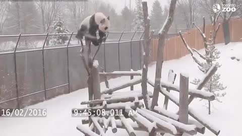 Panda and snow-Interesting video