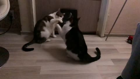 Two cats fighting in slow motion