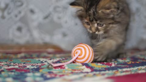 Cute gray kitten plays on carpet at home