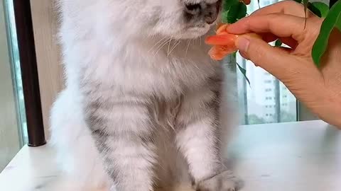 a tomato-eating cat