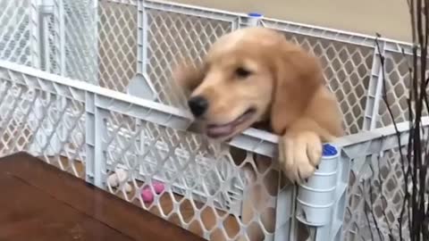 Funniest Cutest Golden Retriever Puppies