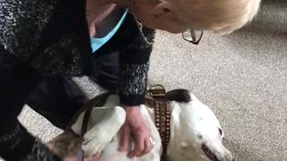 Rescue dog shares loving moment with grandma