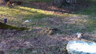 Birds Animals Relaxing Sound Wild Life Deer Skunk Outside Nature Video Slideshow (04-28-2021) (01)