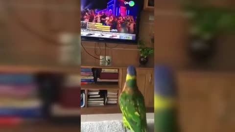 Dancing and Singing Parrot