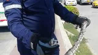 Rescate de Boa en Cartagena