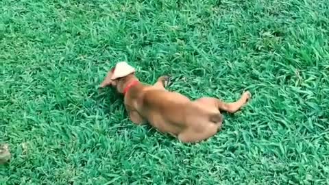 Puppy goes Crazy In Yard!