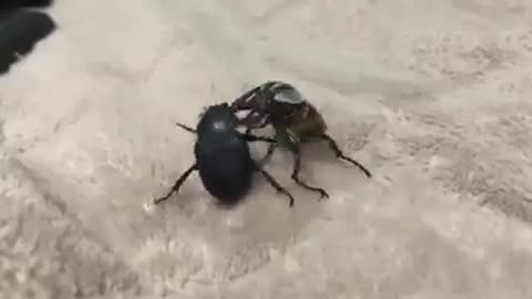 A fight between a group of beetles انحب نعرف علاش يتعاركو