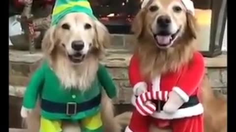 Marry Christmas celebration by dog and pets