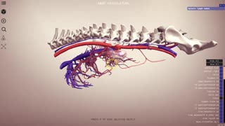 The canine abdominal vasculature - 3D Veterinary Anatomy & Learning IVALA