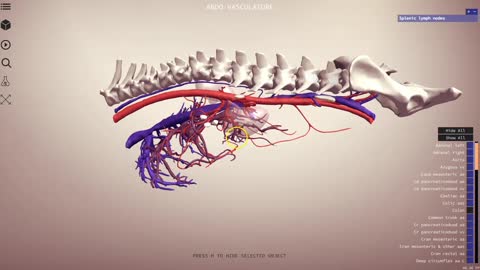 The canine abdominal vasculature - 3D Veterinary Anatomy & Learning IVALA
