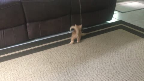 Kitten playing with mouse toy