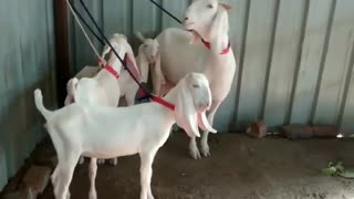 Three Goats And Their Momy