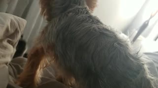 Dog rolls over and falls down from bed