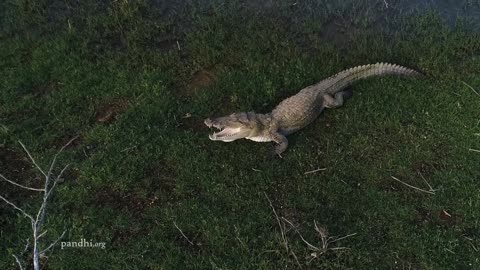 Crocodile moves