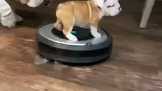 Bulldog puppy goes for a ride on a robot vacuum