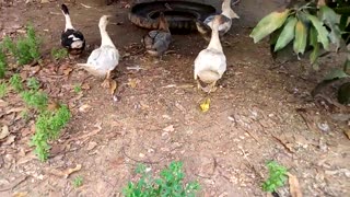 Surprise Visit To Family Of Ducks