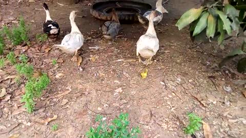 Surprise Visit To Family Of Ducks