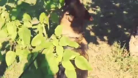 Dog is Stuck with Branch of the Tree