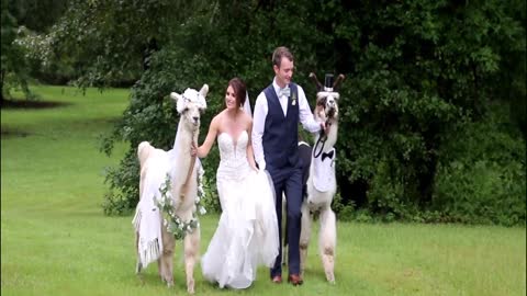 Llama Wedding