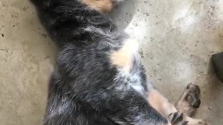 Black puppy sleeping and stretching on tile floor