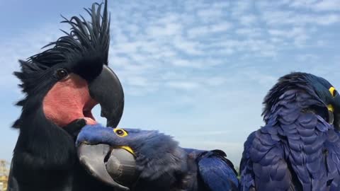 Unlikely & Rare Parrot Flock: Hyacinth Macaws & Black Palm Cockatoo preening and relaxing in the sun
