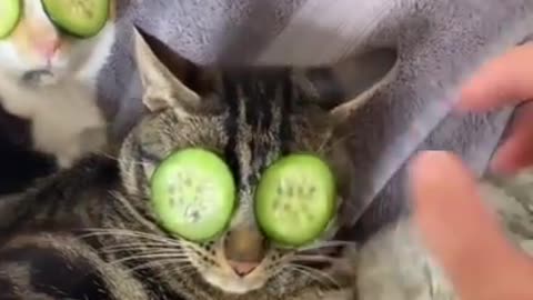 Man has a spa day with his three cats lol