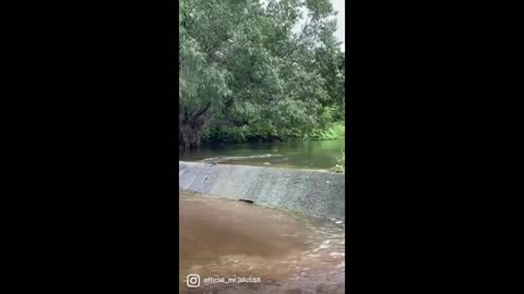 Enormous crocodile in India climbs up river waterfall #Shorts