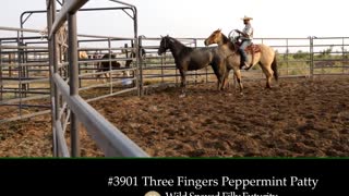 3901 Three Fingers Peppermint Patty - 2019 Wild Spayed Filly Futurity