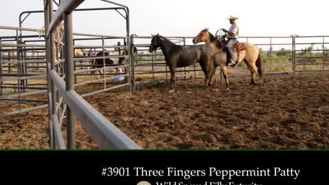 3901 Three Fingers Peppermint Patty - 2019 Wild Spayed Filly Futurity
