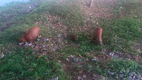 capybara family feeding with baby in the morning, very cute