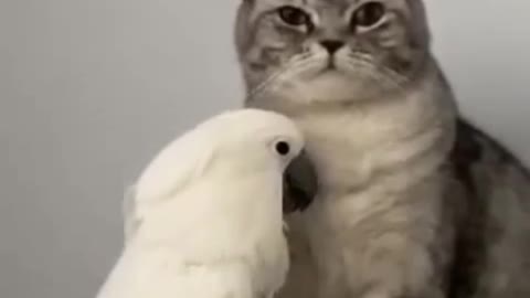 Parrot playing with a cat