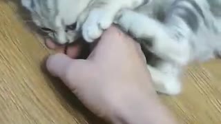 My kitty loves to bite