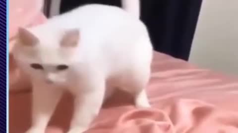 Cat and funny movements
