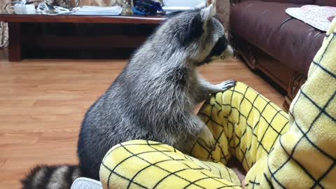 Raccoon takes meat from their mothers with a fork.