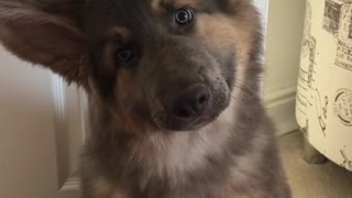 Adorable Puppy Performs Super Cute Head Tilts For The Camera