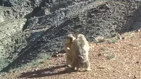 Marmots fighting? 😂😂