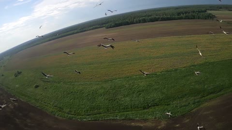 Flight with flock of storks