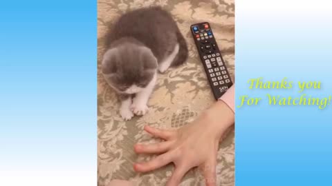 |Cute Pets And Funny Animals Compilation
