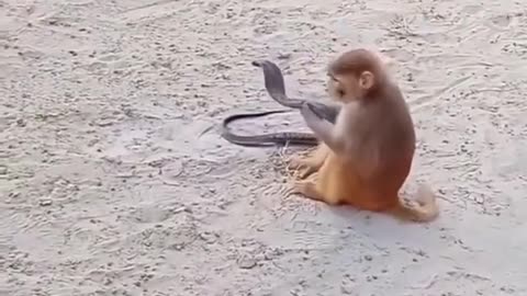 Monkey fanny videos