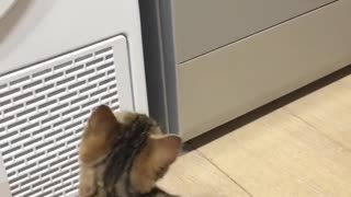 Cat wondering what is that Magic