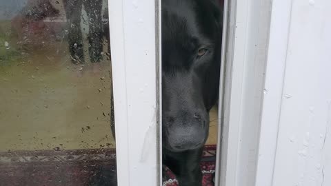 Rocky wants out