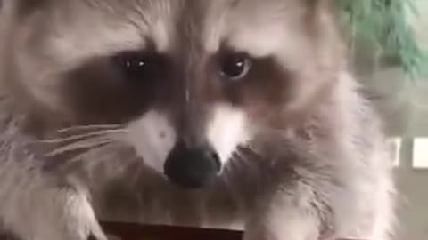 Cute raccoon eating grapes