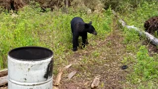 Close Encounter with a Young Black Bear