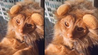 Cat feeling like a Lion King 👑