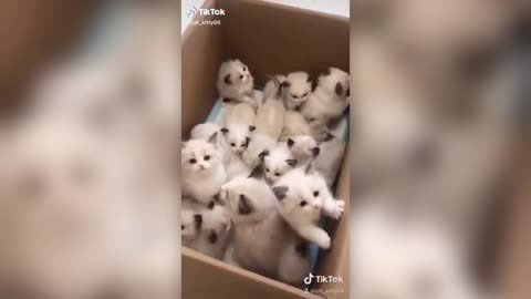 Cute Kittens in a box