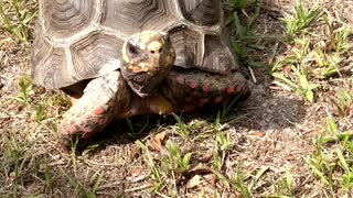 Walk in the Florida Sunshine with our Redfoot Tortoise